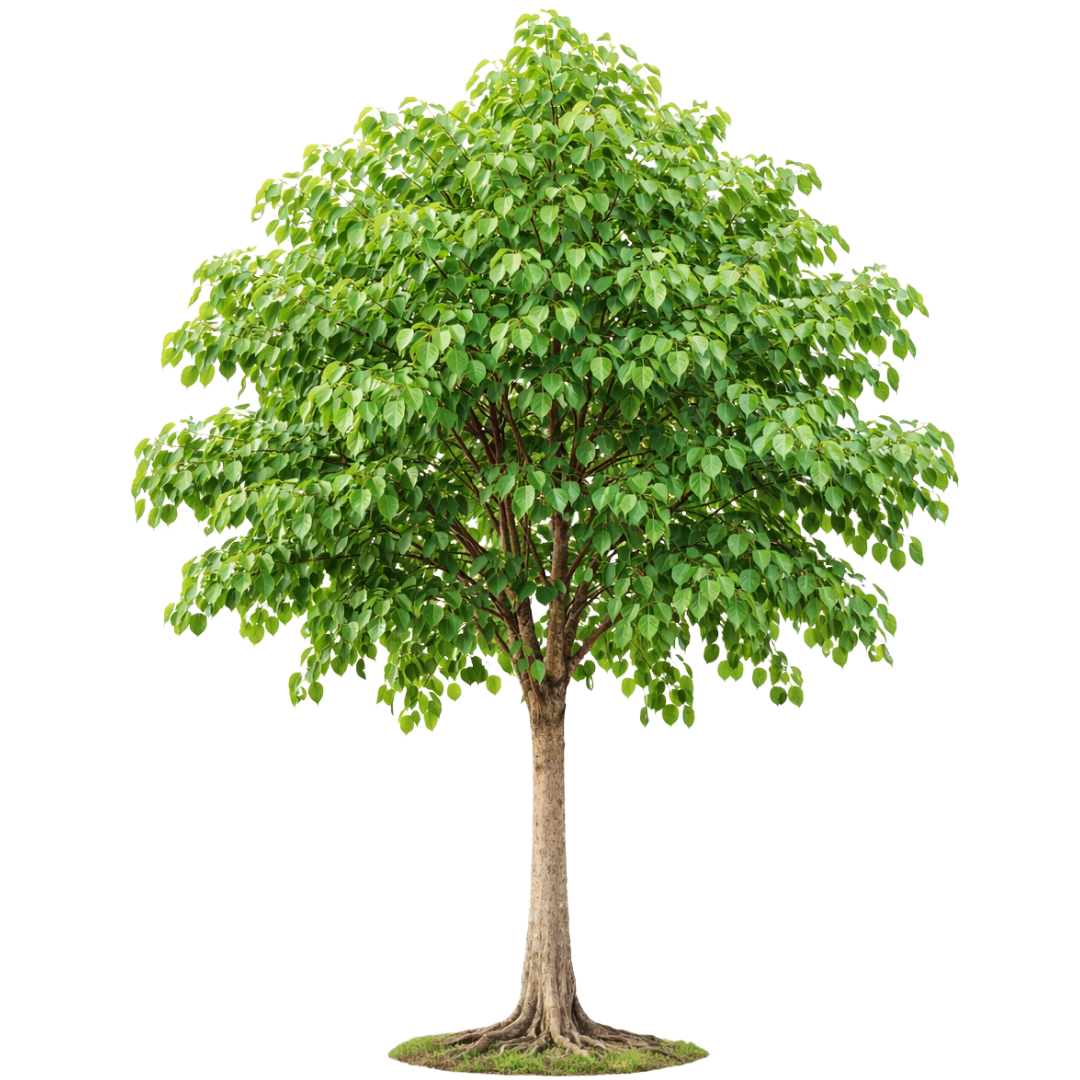 Ficus Religiosa